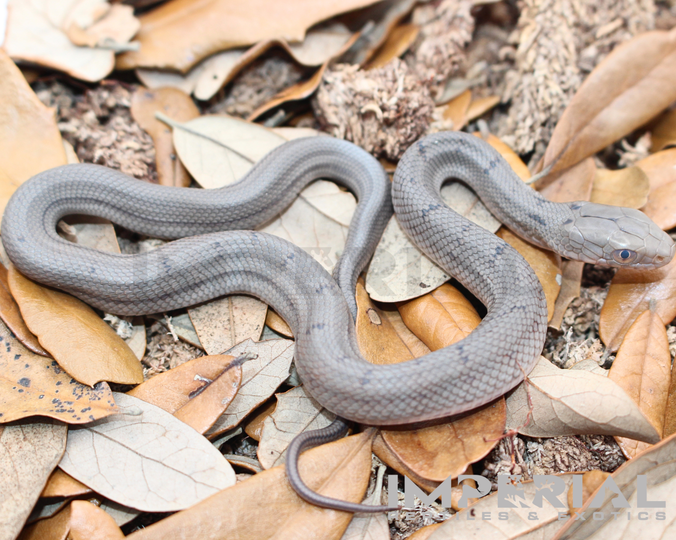 Chinese King Rat Snake for sale, buy rat snakes online, reptiles for sale, fast shipping