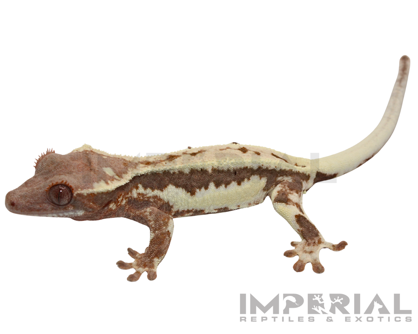 Frappuccino Crested Gecko for sale, buy crested geckos online, reptiles for sale, fast shipping