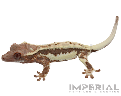 Frappuccino Crested Gecko for sale, buy crested geckos online, reptiles for sale, fast shipping