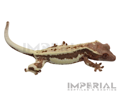 Frappuccino Crested Gecko for sale, buy crested geckos online, reptiles for sale, fast shipping