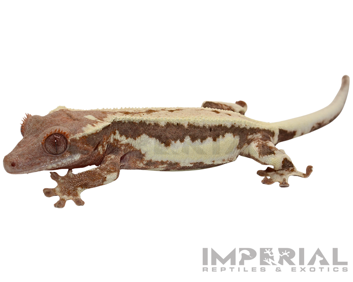 Frappuccino Crested Gecko for sale, buy crested geckos online, reptiles for sale, fast shipping