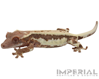 Frappuccino Crested Gecko for sale, buy crested geckos online, reptiles for sale, fast shipping