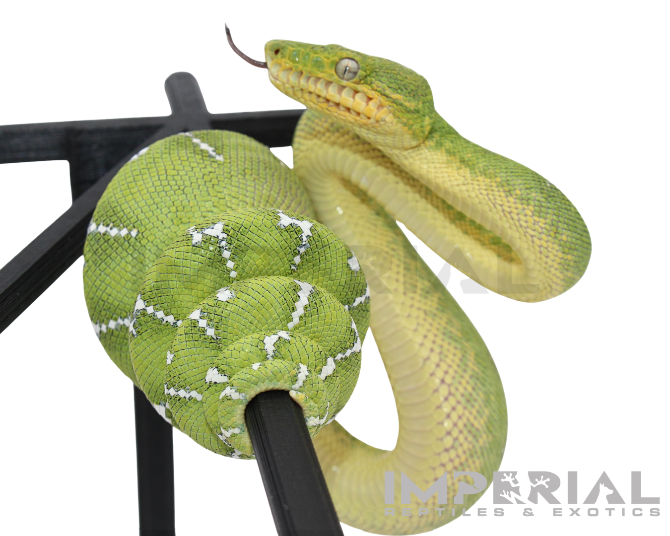 Captive Bred Emerald Tree Boa for sale, buy emerald tree boas online, reptiles for sale, fast shipping