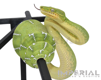 Captive Bred Emerald Tree Boa for sale, buy emerald tree boas online, reptiles for sale, fast shipping