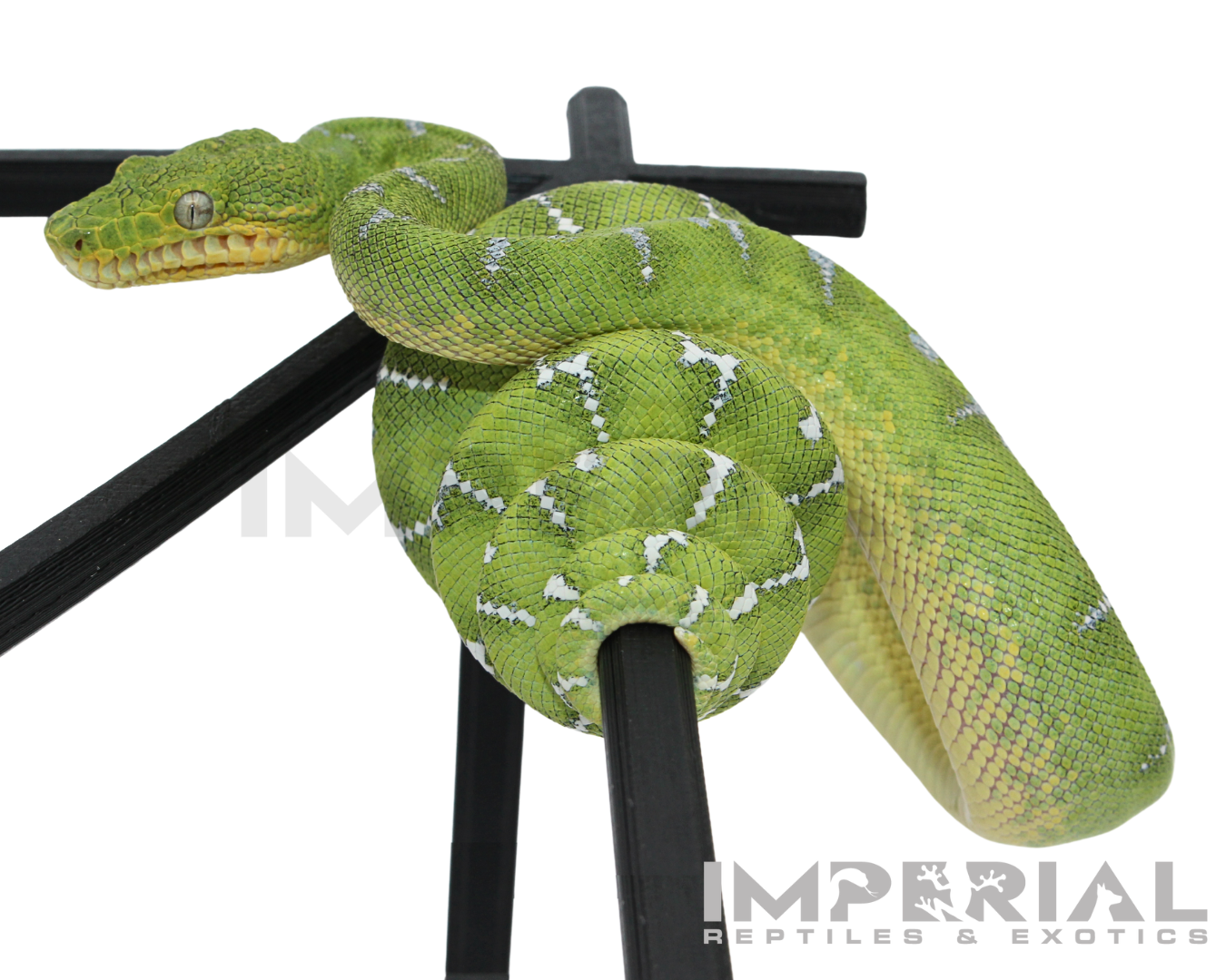 Captive Bred Emerald Tree Boa for sale, buy emerald tree boas online, reptiles for sale, fast shipping