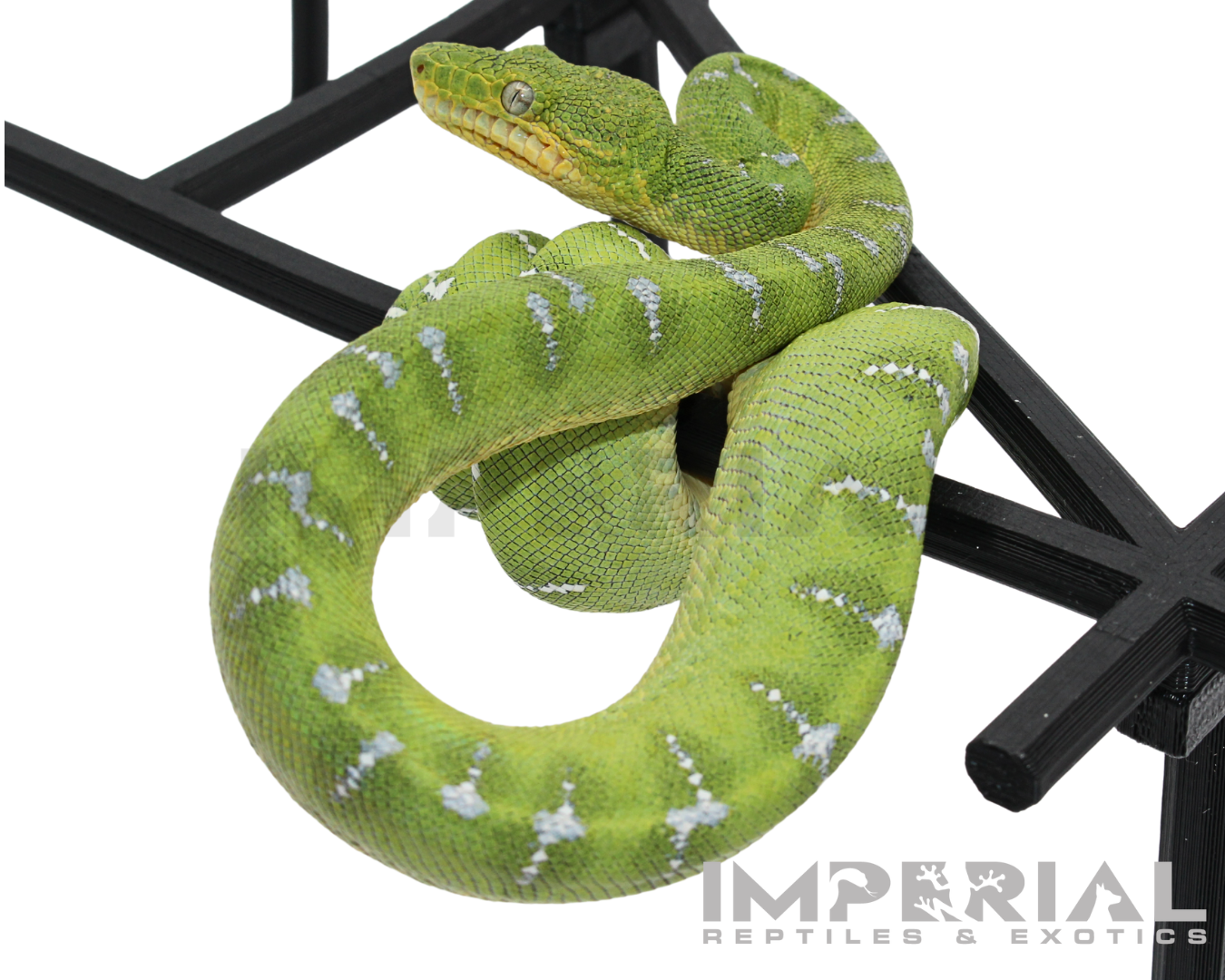 Captive Bred Emerald Tree Boa for sale, buy emerald tree boas online, reptiles for sale, fast shipping