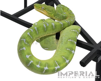 Captive Bred Emerald Tree Boa for sale, buy emerald tree boas online, reptiles for sale, fast shipping