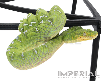 Captive Bred Emerald Tree Boa for sale, buy emerald tree boas online, reptiles for sale, fast shipping