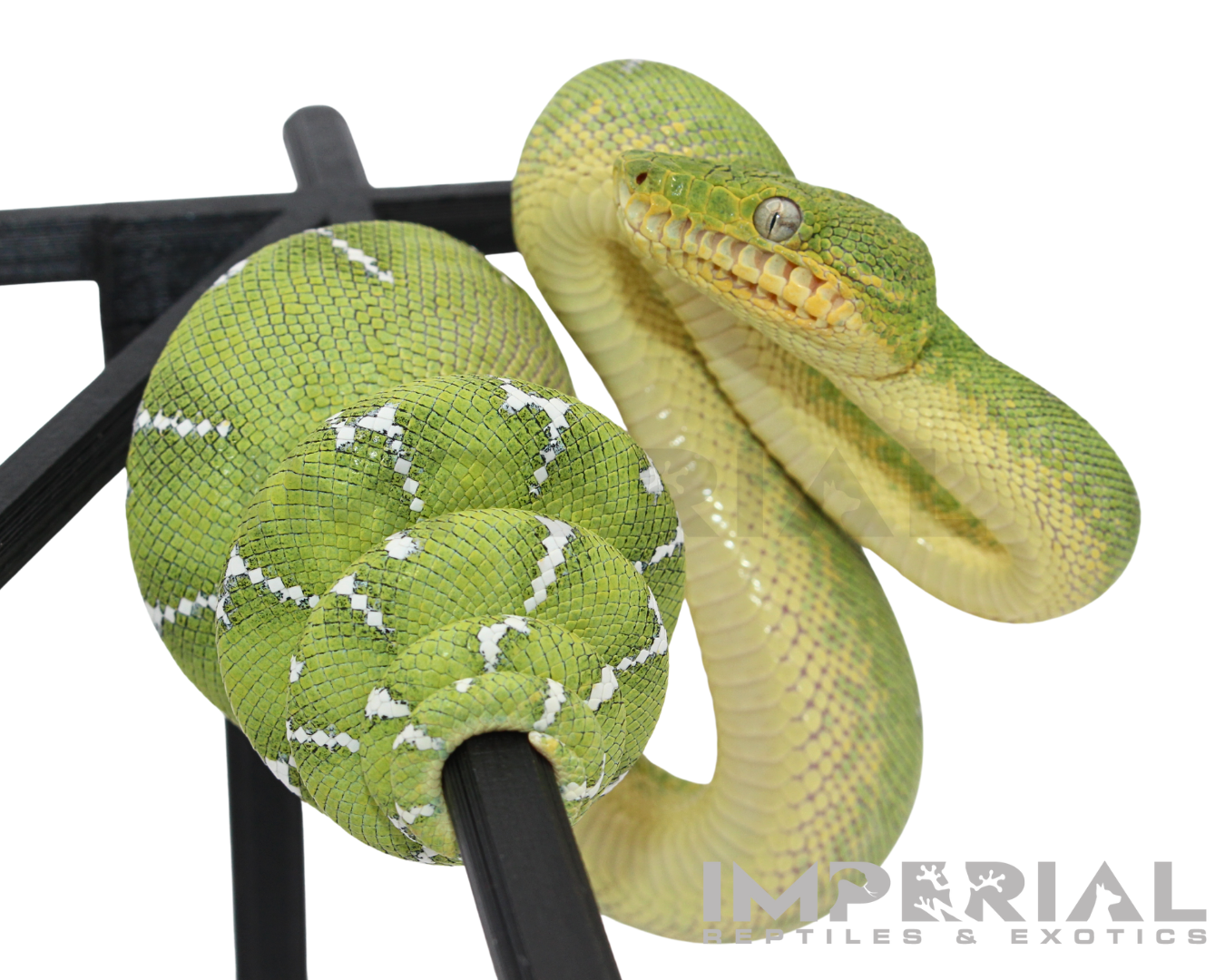 Captive Bred Emerald Tree Boa for sale, buy emerald tree boas online, reptiles for sale, fast shipping