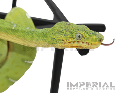 Captive Bred Emerald Tree Boa for sale, buy emerald tree boas online, reptiles for sale, fast shipping