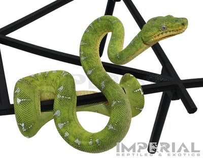 Captive Bred Emerald Tree Boa for sale, buy emerald tree boas online, reptiles for sale, fast shipping