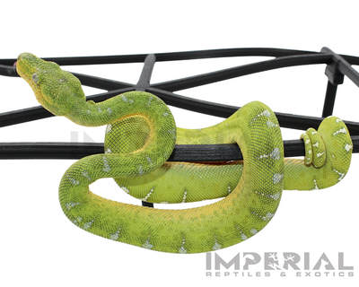 Captive Bred Emerald Tree Boa for sale, buy emerald tree boas online, reptiles for sale, fast shipping