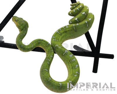 Captive Bred Emerald Tree Boa for sale, buy emerald tree boas online, reptiles for sale, fast shipping