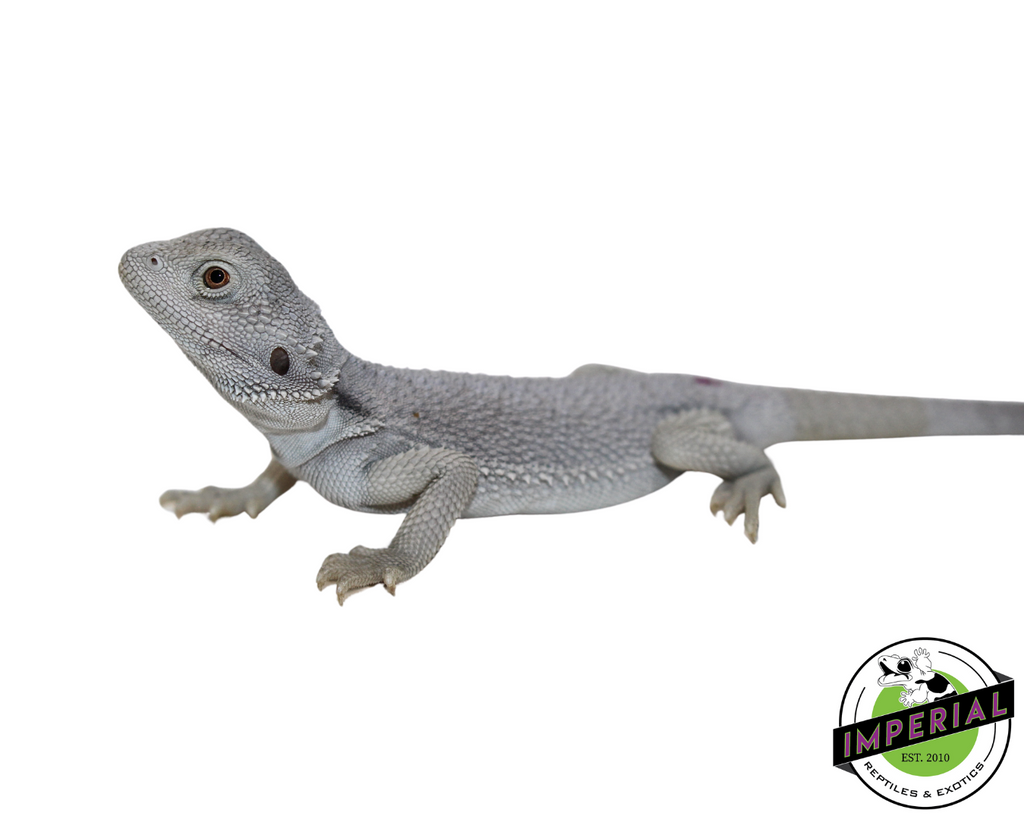 Hypo Zero Bearded Dragon For Sale - Imperial Reptiles