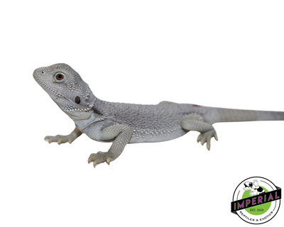 Hypo Zero Bearded Dragon for sale, Reptiles for sale, animals for sale, buy reptiles online, reptile supplies for sale