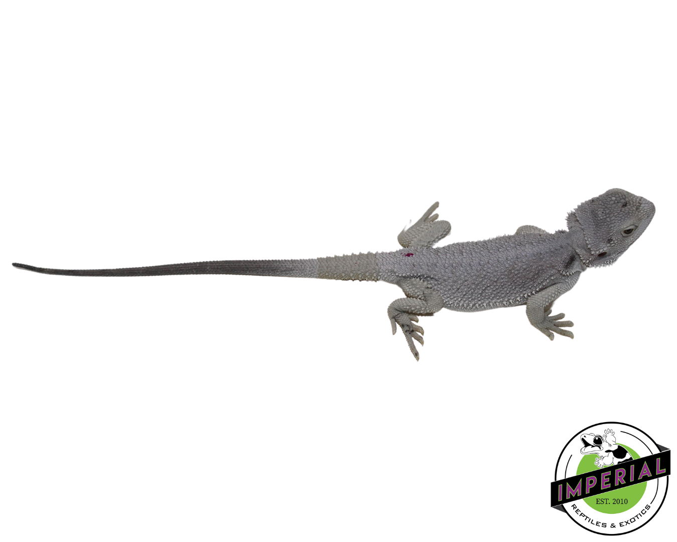 Hypo Zero Bearded Dragon for sale, Reptiles for sale, animals for sale, buy reptiles online, reptile supplies for sale