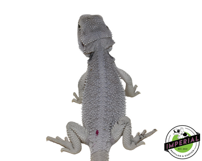 Hypo Zero Bearded Dragon for sale, Reptiles for sale, animals for sale, buy reptiles online, reptile supplies for sale