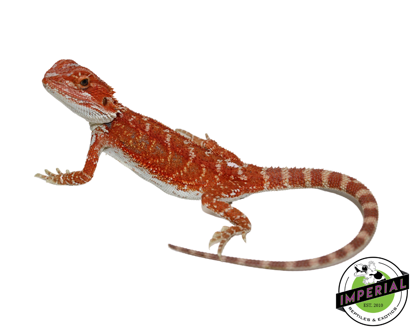 Red Hypo Bearded Dragon for sale, Reptiles for sale, animals for sale, buy reptiles online, reptile supplies for sale