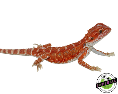 Red Hypo Bearded Dragon for sale, Reptiles for sale, animals for sale, buy reptiles online, reptile supplies for sale