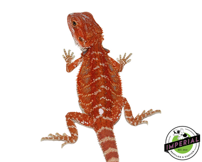 Red Hypo Bearded Dragon for sale, Reptiles for sale, animals for sale, buy reptiles online, reptile supplies for sale