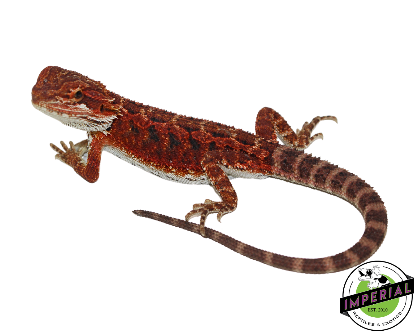 Red Bearded Dragon for sale, Reptiles for sale, animals for sale, buy reptiles online, reptile supplies for sale