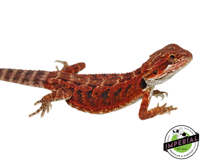 Red Bearded Dragon for sale, Reptiles for sale, animals for sale, buy reptiles online, reptile supplies for sale