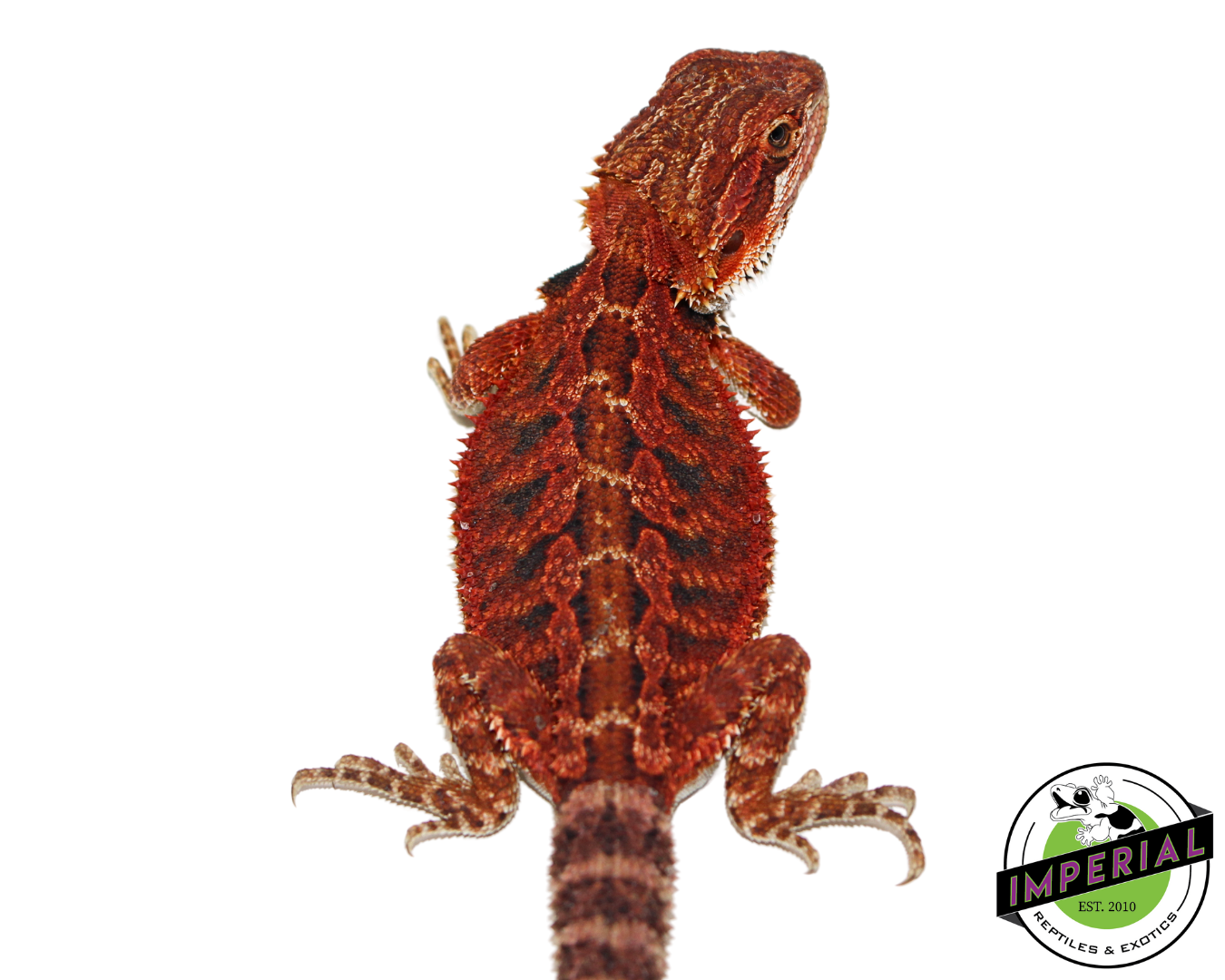 Red Bearded Dragon for sale, Reptiles for sale, animals for sale, buy reptiles online, reptile supplies for sale