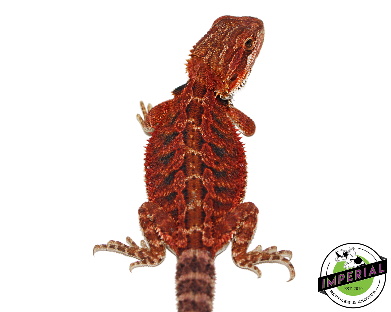 Imperial Reptiles Online Reptile Pet Store Exotic Reptile Pets