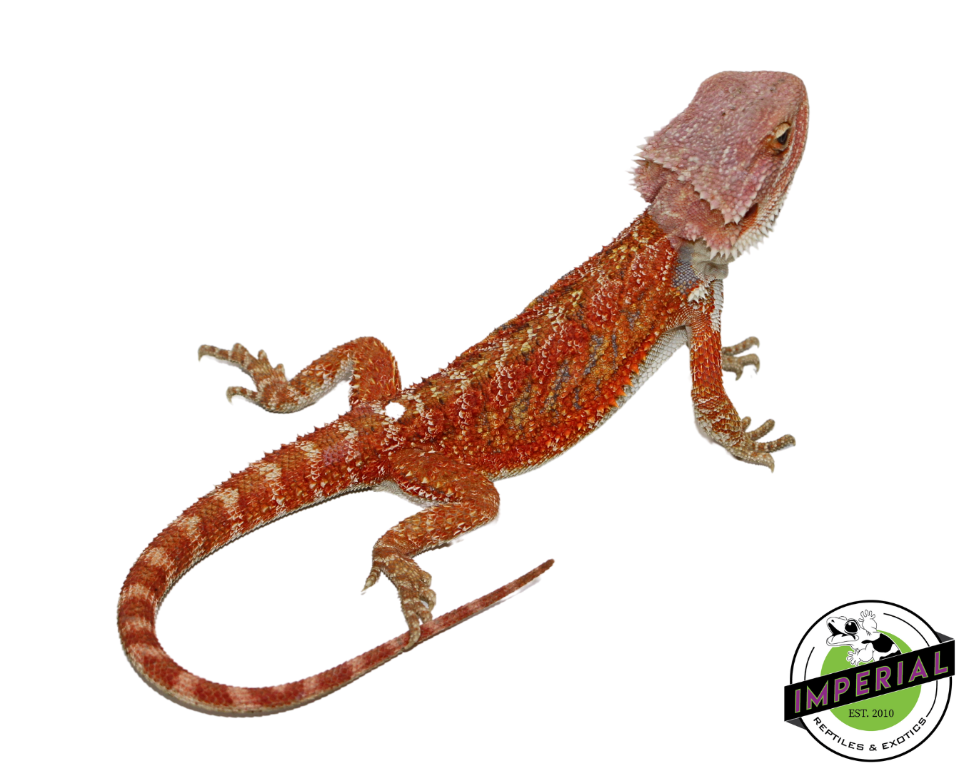 Orange Hypo Bearded Dragon for sale, Reptiles for sale, animals for sale, buy reptiles online, reptile supplies for sale