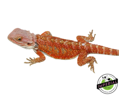 Orange Hypo Bearded Dragon for sale, Reptiles for sale, animals for sale, buy reptiles online, reptile supplies for sale