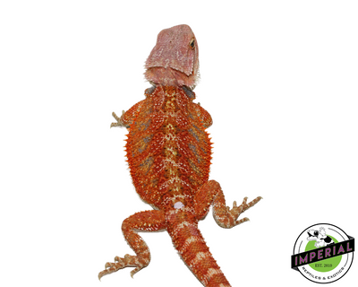 Orange Hypo Bearded Dragon for sale, Reptiles for sale, animals for sale, buy reptiles online, reptile supplies for sale