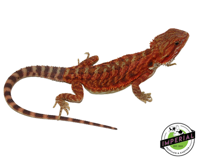 Extreme Red Translucent Bearded Dragon for sale, Reptiles for sale, animals for sale, buy reptiles online, reptile supplies for sale