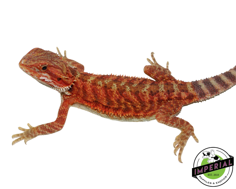Products – IMPERIAL REPTILES & EXOTICS