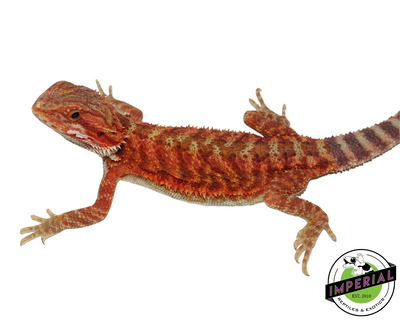 Extreme Red Translucent Bearded Dragon for sale, Reptiles for sale, animals for sale, buy reptiles online, reptile supplies for sale