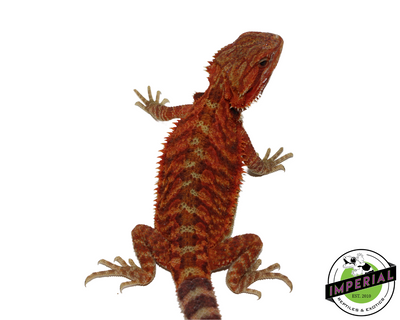 Extreme Red Translucent Bearded Dragon for sale, Reptiles for sale, animals for sale, buy reptiles online, reptile supplies for sale