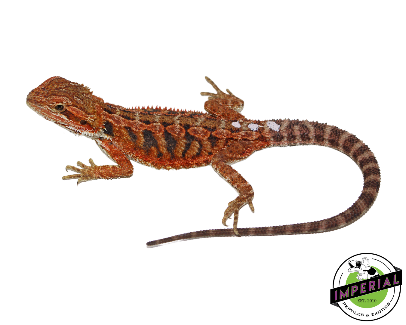 Red Hypo Bearded Dragon for sale, Reptiles for sale, animals for sale, buy reptiles online, reptile supplies for sale