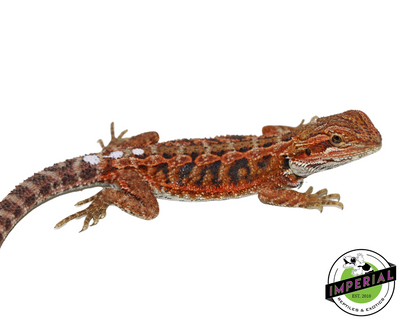 Red Hypo Bearded Dragon for sale, Reptiles for sale, animals for sale, buy reptiles online, reptile supplies for sale