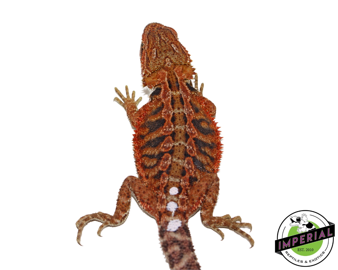 Red Hypo Bearded Dragon for sale, Reptiles for sale, animals for sale, buy reptiles online, reptile supplies for sale