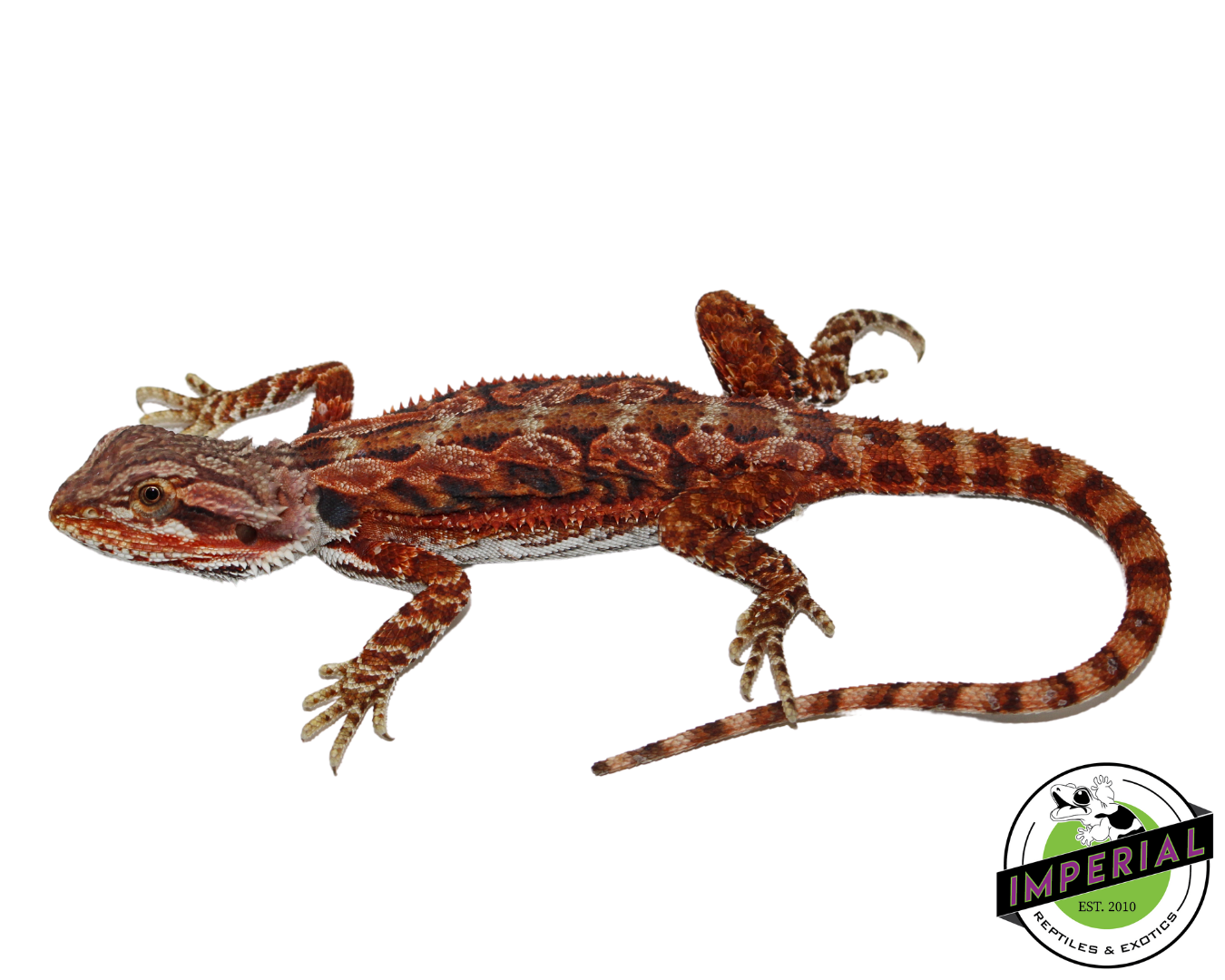 Extreme Red Bearded Dragon for sale, Reptiles for sale, animals for sale, buy reptiles online, reptile supplies for sale