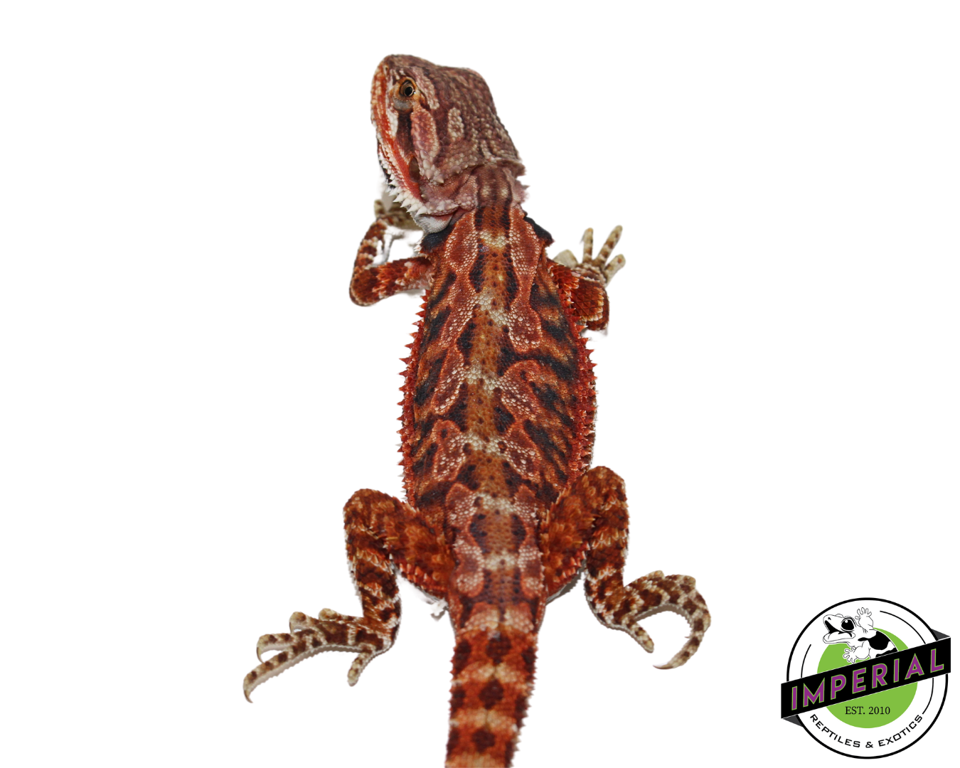 Extreme Red Bearded Dragon for sale, Reptiles for sale, animals for sale, buy reptiles online, reptile supplies for sale