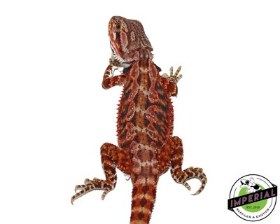 Extreme Red Bearded Dragon for sale, Reptiles for sale, animals for sale, buy reptiles online, reptile supplies for sale