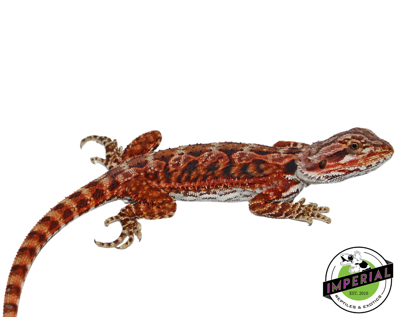 Extreme Red Bearded Dragon for sale, Reptiles for sale, animals for sale, buy reptiles online, reptile supplies for sale