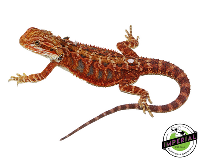 Extreme Red Bearded Dragon for sale, Reptiles for sale, animals for sale, buy reptiles online, reptile supplies for sale