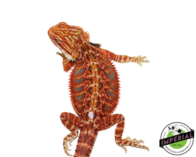 Extreme Red Bearded Dragon for sale, Reptiles for sale, animals for sale, buy reptiles online, reptile supplies for sale