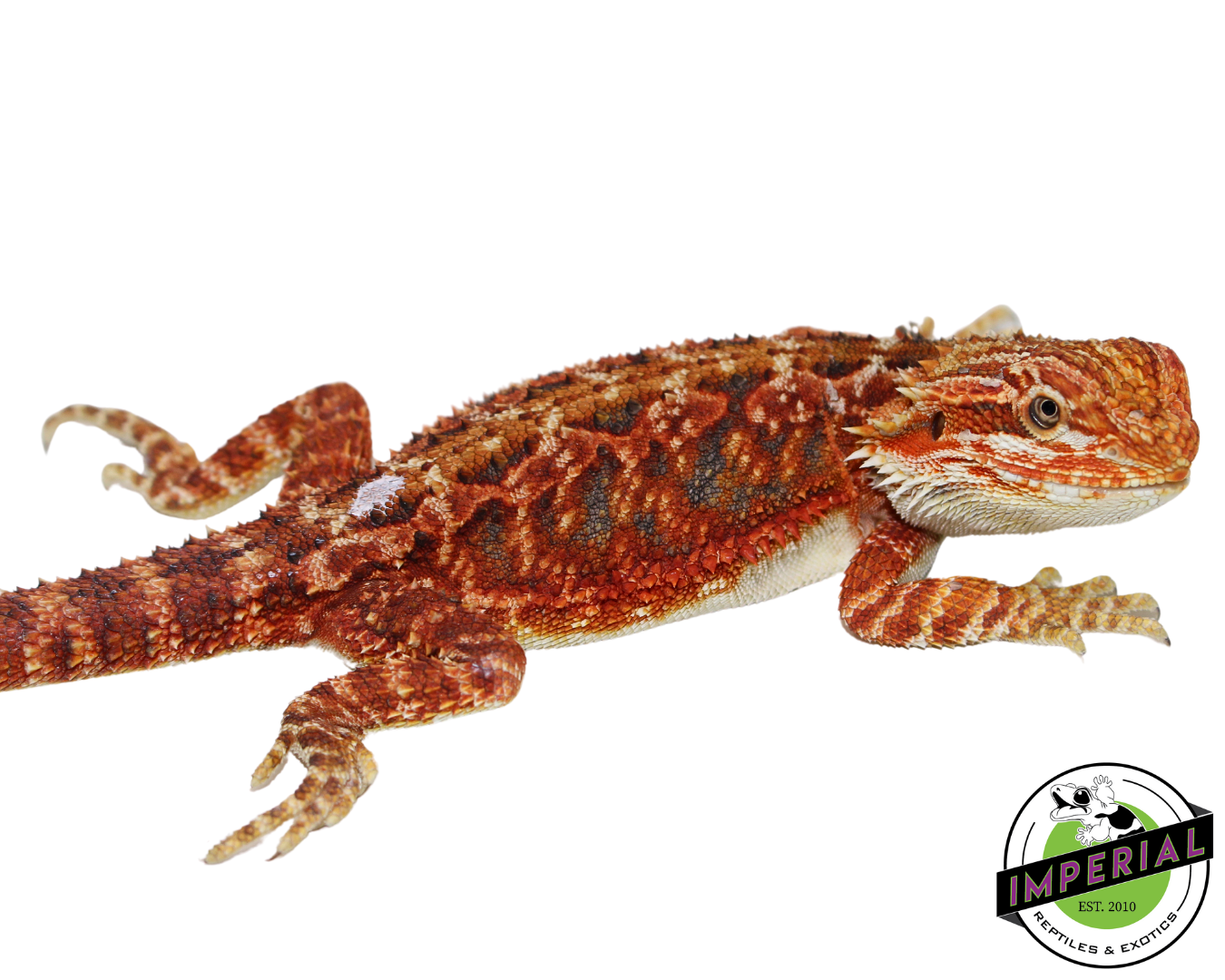 Extreme Red Bearded Dragon for sale, Reptiles for sale, animals for sale, buy reptiles online, reptile supplies for sale