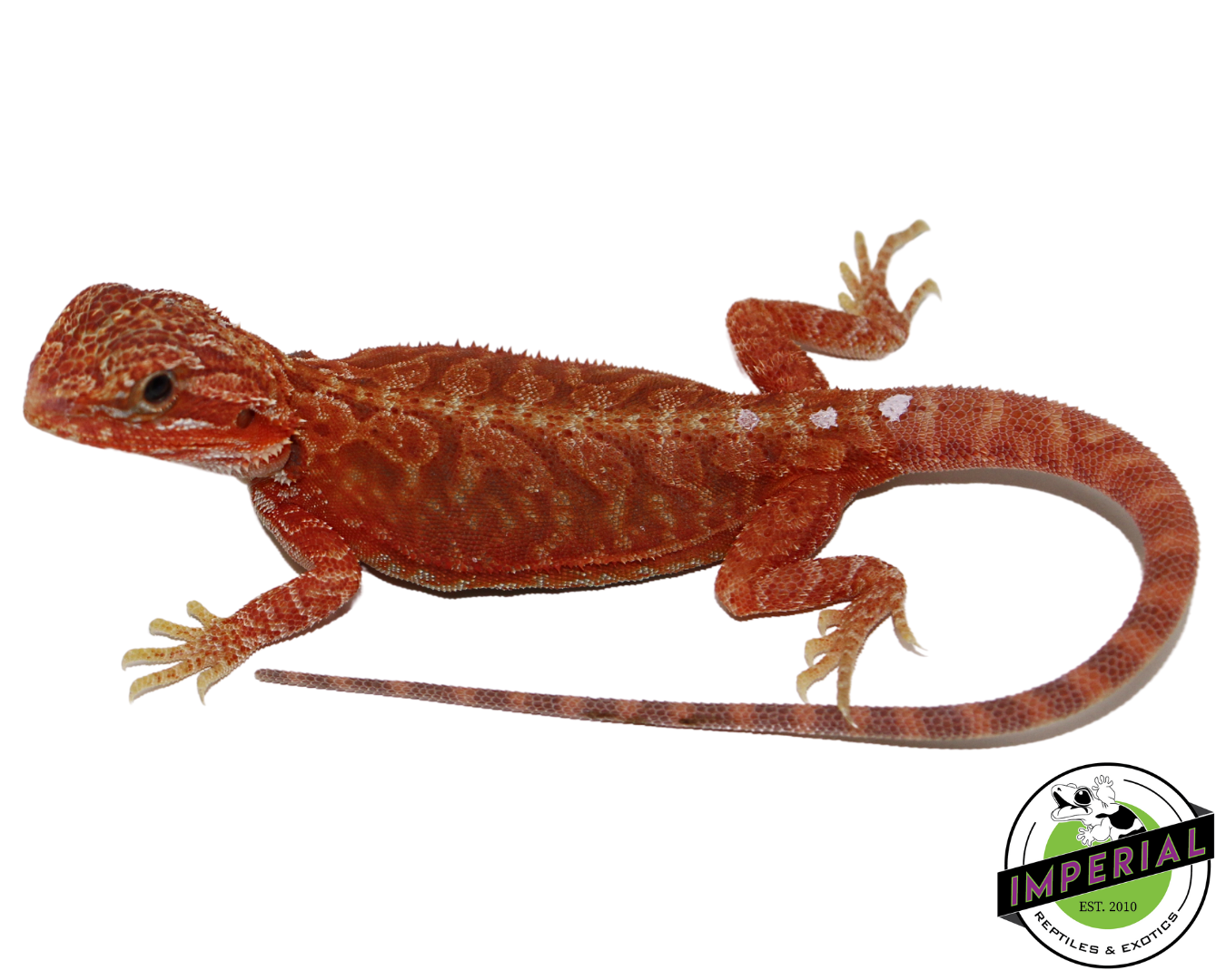 Extreme Red Hypo Translucent Leatherback Bearded Dragon for sale, Reptiles for sale, animals for sale, buy reptiles online, reptile supplies for sale