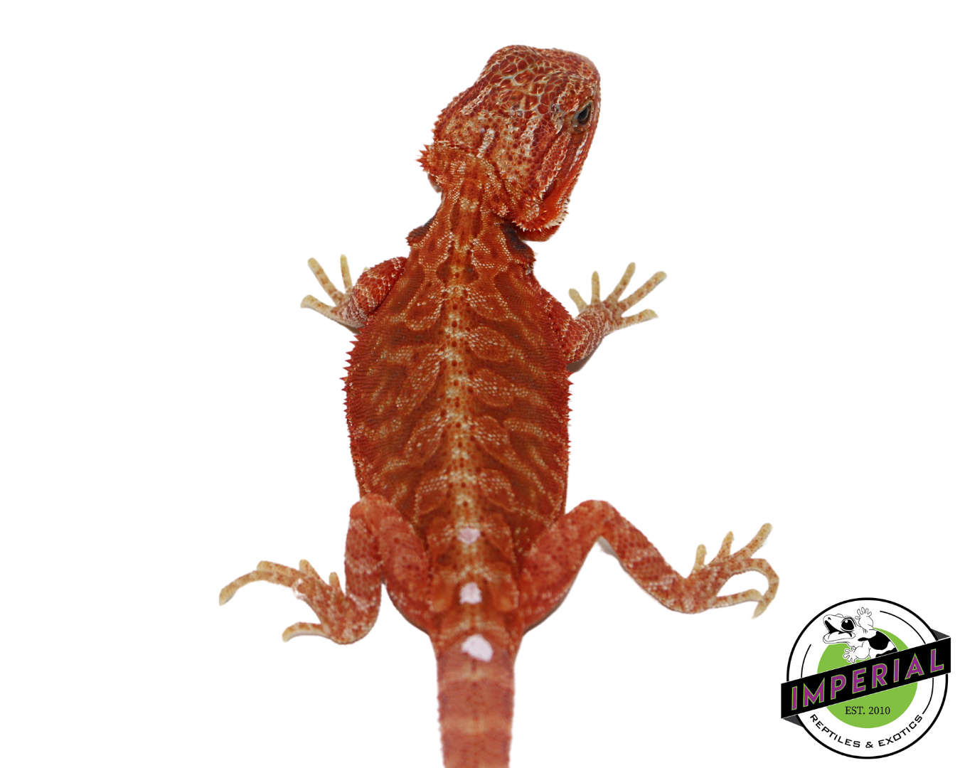 Extreme Red Hypo Translucent Leatherback Bearded Dragon for sale, Reptiles for sale, animals for sale, buy reptiles online, reptile supplies for sale