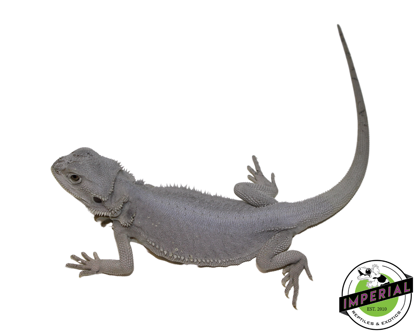 Hypo Leatherback Zero Bearded Dragon for sale, Reptiles for sale, animals for sale, buy reptiles online, reptile supplies for sale