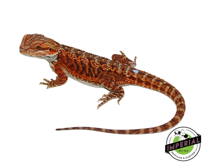 Extreme Red Bearded Dragon for sale, Reptiles for sale, animals for sale, buy reptiles online, reptile supplies for sale