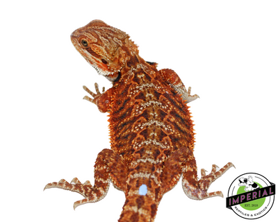 Extreme Red Bearded Dragon for sale, Reptiles for sale, animals for sale, buy reptiles online, reptile supplies for sale